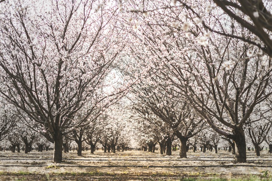 Almond orchard in bloom